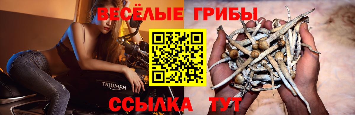 Галлюциногенные грибы Psilocybine cubensis  Галлюциногенные грибы ЛСД  Старый Оскол 